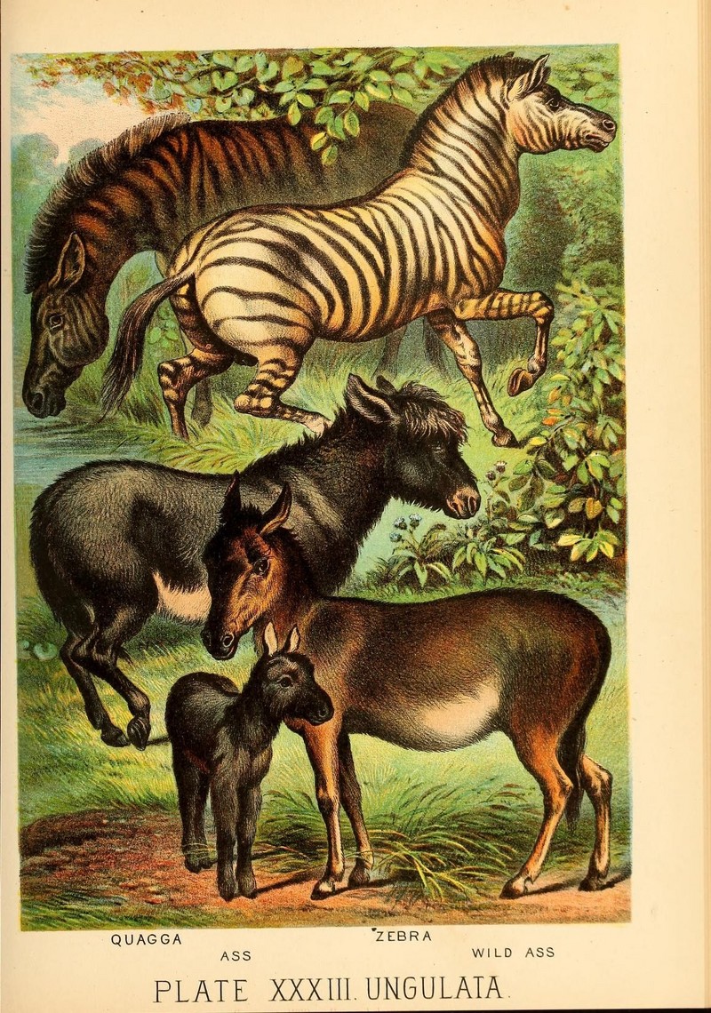quagga (Equus quagga quagga), zebra, donkey or ass (Equus africanus asinus), Asiatic wild ass, onager (Equus hemionus); DISPLAY FULL IMAGE.