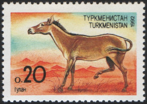 Asiatic wild ass, onager (Equus hemionus); Image ONLY