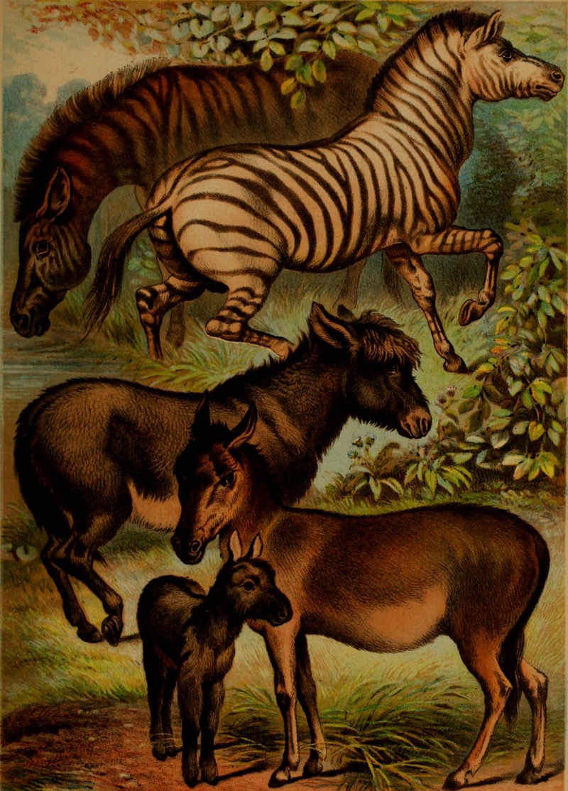 quagga (Equus quagga quagga), zebra, donkey or ass (Equus africanus asinus), Asiatic wild ass, onager (Equus hemionus); DISPLAY FULL IMAGE.