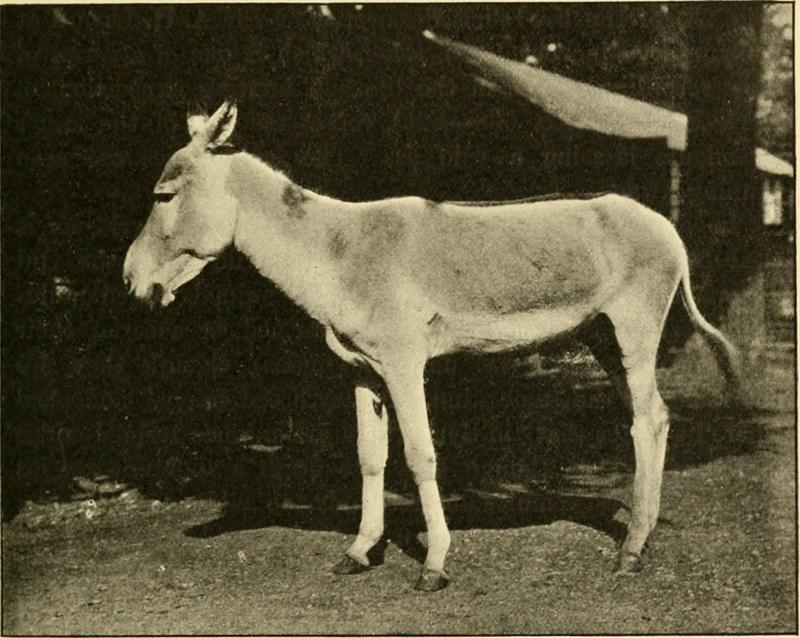 Asiatic wild ass, onager (Equus hemionus); DISPLAY FULL IMAGE.
