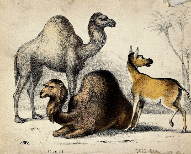 dromedary camel (Camelus dromedarius), Asiatic wild ass (Equus hemionus); DISPLAY FULL IMAGE.