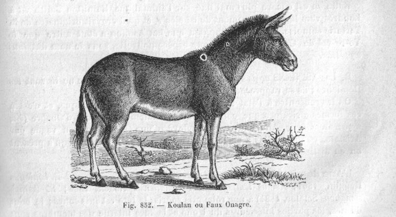 Transcaspian wild ass (Equus hemionus kulan); DISPLAY FULL IMAGE.