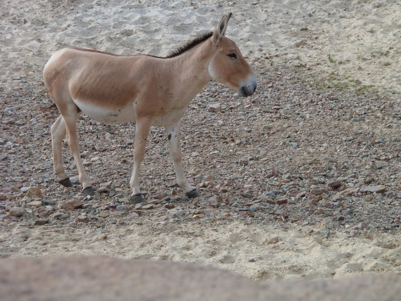 Mongolian wild ass (Equus hemionus hemionus); DISPLAY FULL IMAGE.