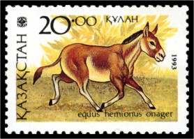 Persian onager (Equus hemionus onager); Image ONLY