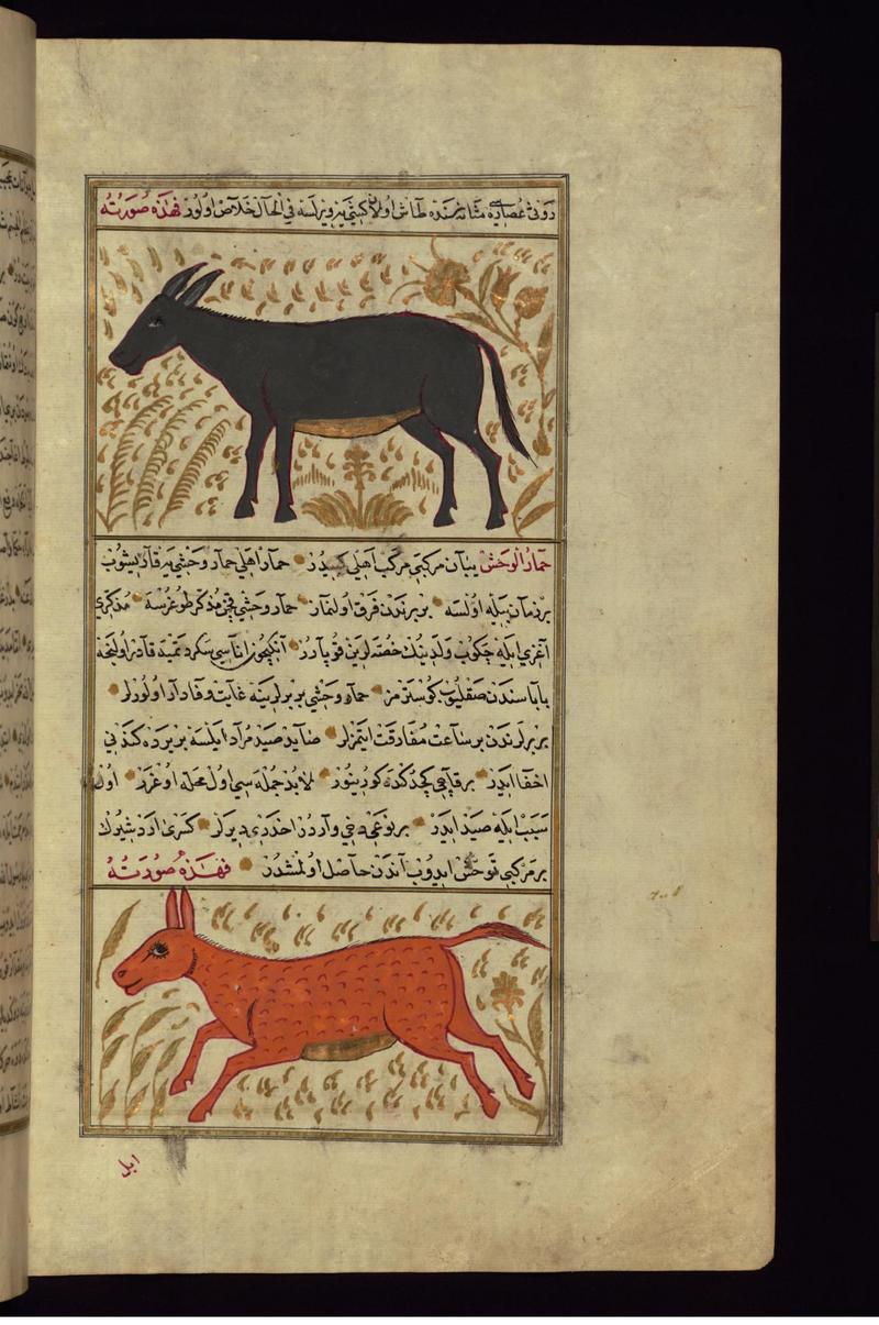 Persian onager (Equus hemionus onager); DISPLAY FULL IMAGE.