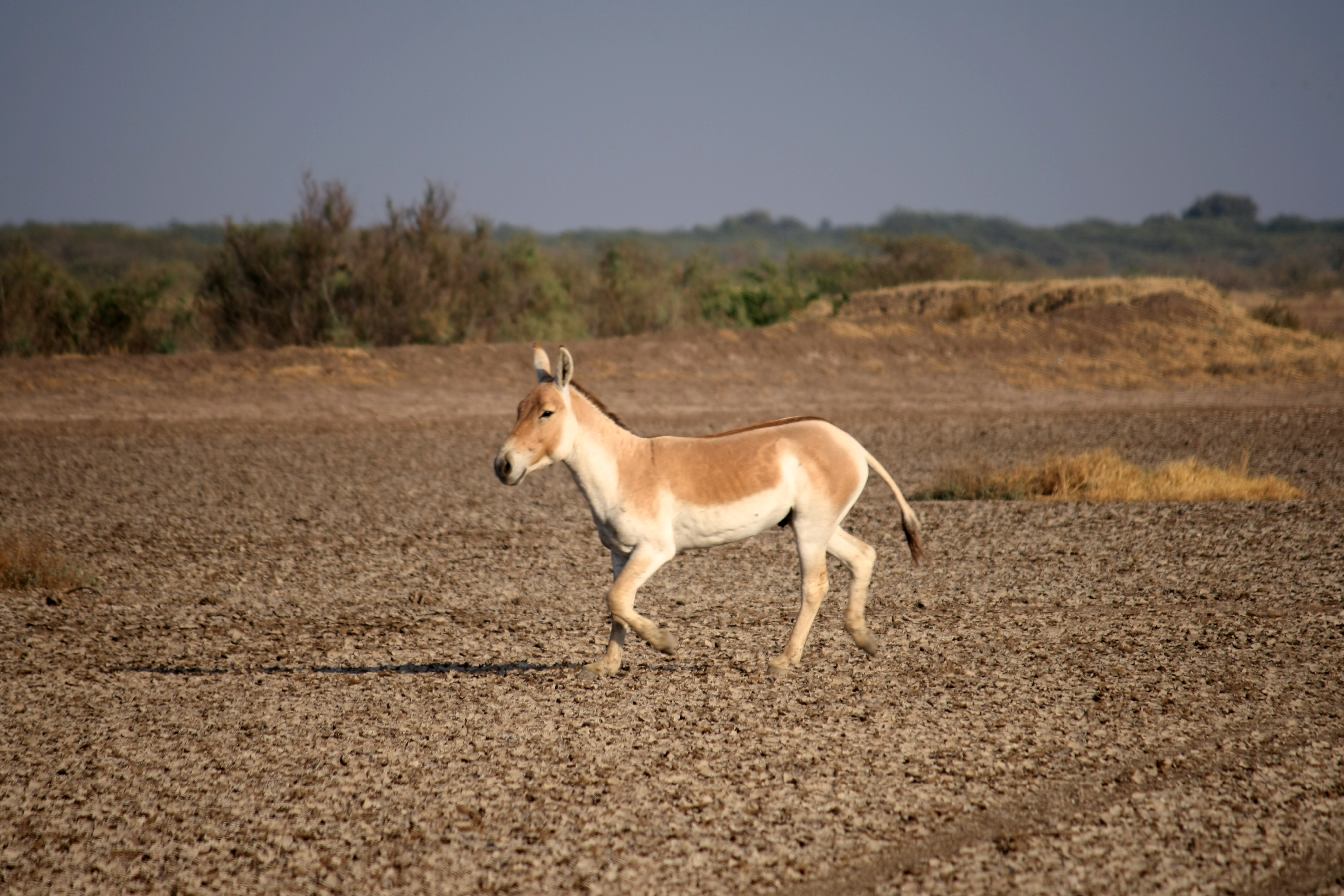 Indian wild ass (Equus hemionus khur); Image ONLY