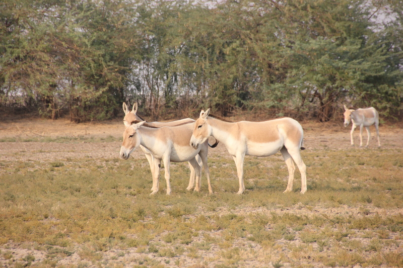 Indian wild ass (Equus hemionus khur); DISPLAY FULL IMAGE.