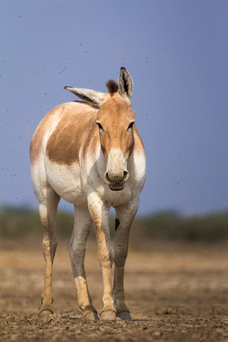 Indian wild ass (Equus hemionus khur); Image ONLY