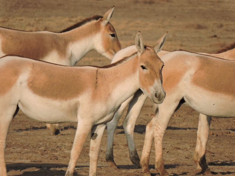 Indian wild ass (Equus hemionus khur); DISPLAY FULL IMAGE.