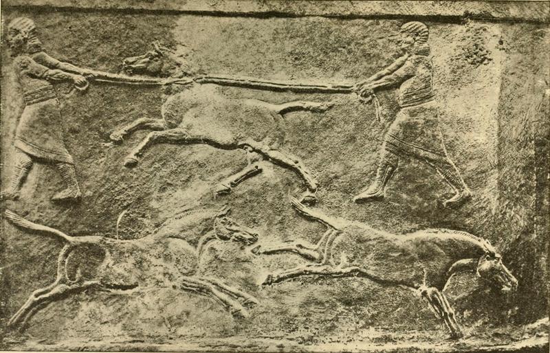Syrian wild ass (Equus hemionus hemippus); DISPLAY FULL IMAGE.