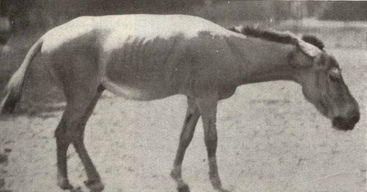 Syrian wild ass (Equus hemionus hemippus); Image ONLY
