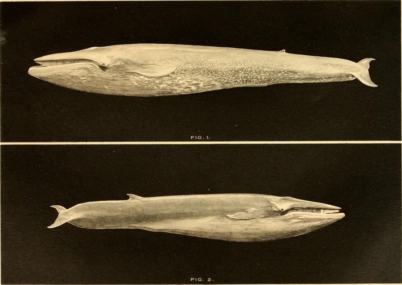 blue whale (Balaenoptera musculus); DISPLAY FULL IMAGE.