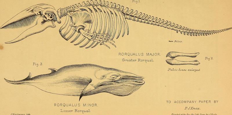 blue whale (Balaenoptera musculus), Antarctic minke whale (Balaenoptera bonaerensis); DISPLAY FULL IMAGE.