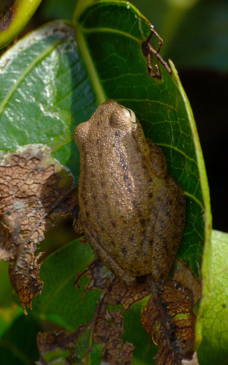 Coorg yellow bush frog (Raorchestes luteolus); DISPLAY FULL IMAGE.