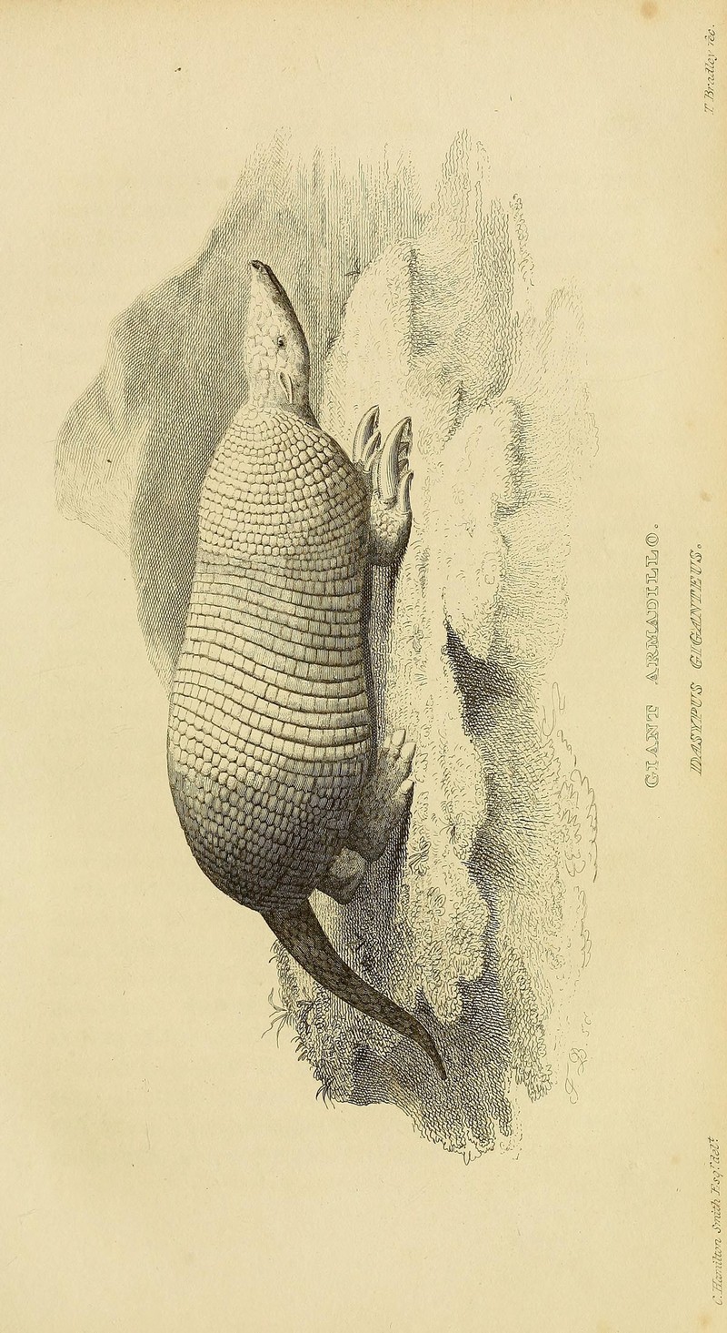 giant armadillo (Priodontes maximus); DISPLAY FULL IMAGE.