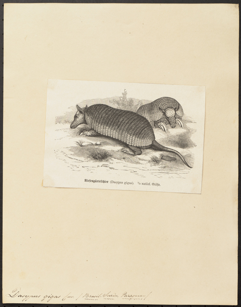 giant armadillo (Priodontes maximus); DISPLAY FULL IMAGE.