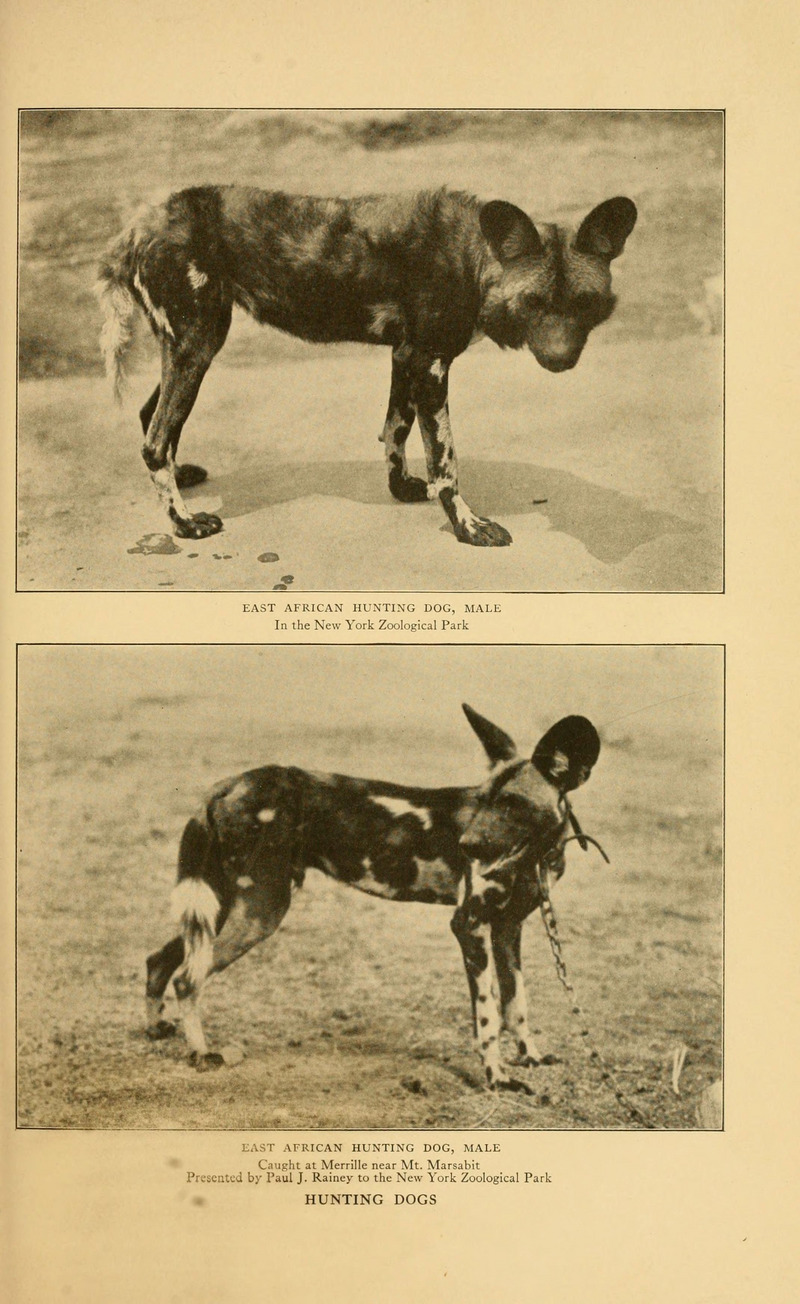 African wild dog (Lycaon pictus); DISPLAY FULL IMAGE.