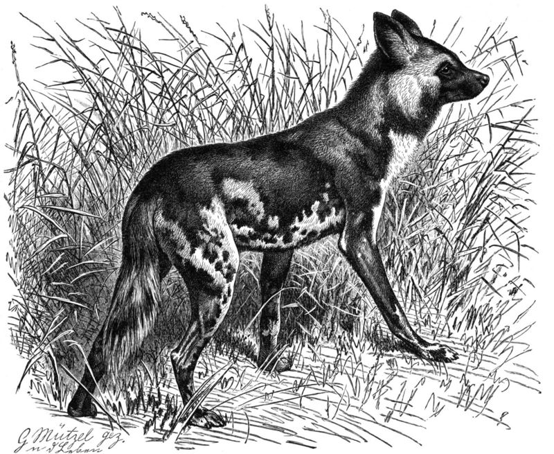 African wild dog (Lycaon pictus); DISPLAY FULL IMAGE.