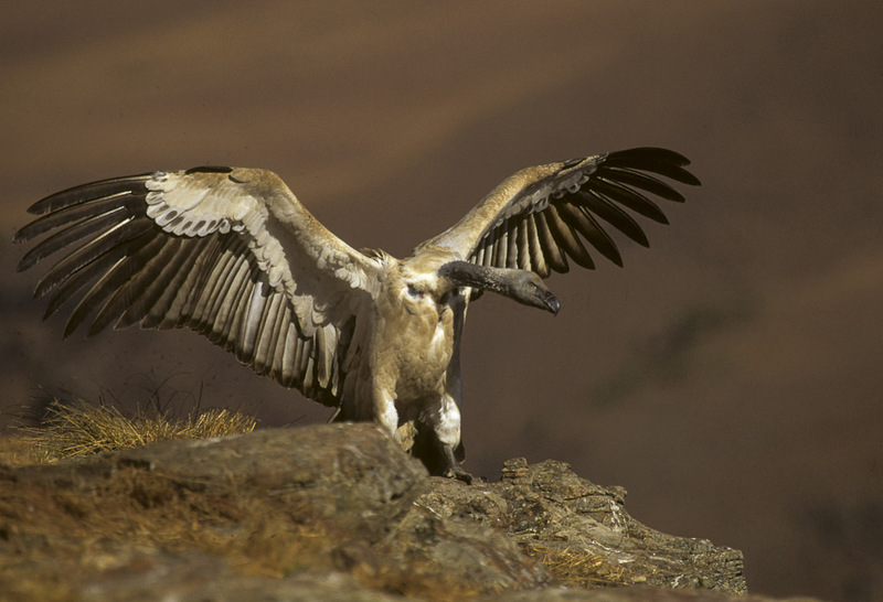 Cape griffon, Kolbe's vulture (Gyps coprotheres); DISPLAY FULL IMAGE.
