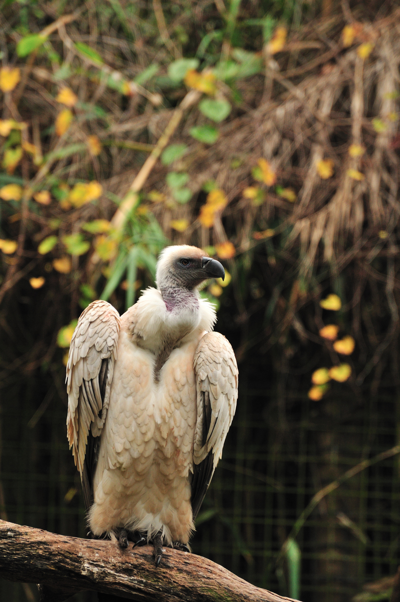 Cape griffon, Kolbe's vulture (Gyps coprotheres); DISPLAY FULL IMAGE.