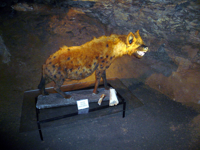 cave hyena (Crocuta crocuta spelaea); DISPLAY FULL IMAGE.