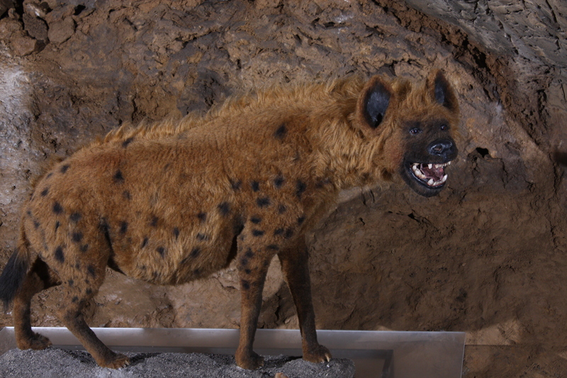 cave hyena (Crocuta crocuta spelaea); DISPLAY FULL IMAGE.