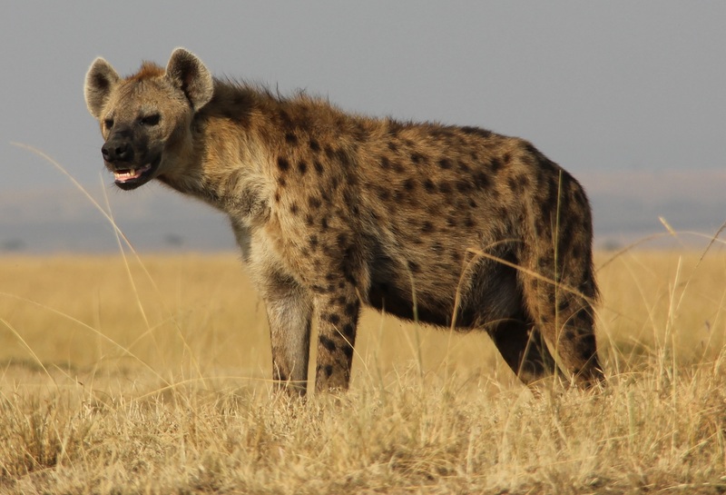 spotted hyena, laughing hyena (Crocuta crocuta); DISPLAY FULL IMAGE.