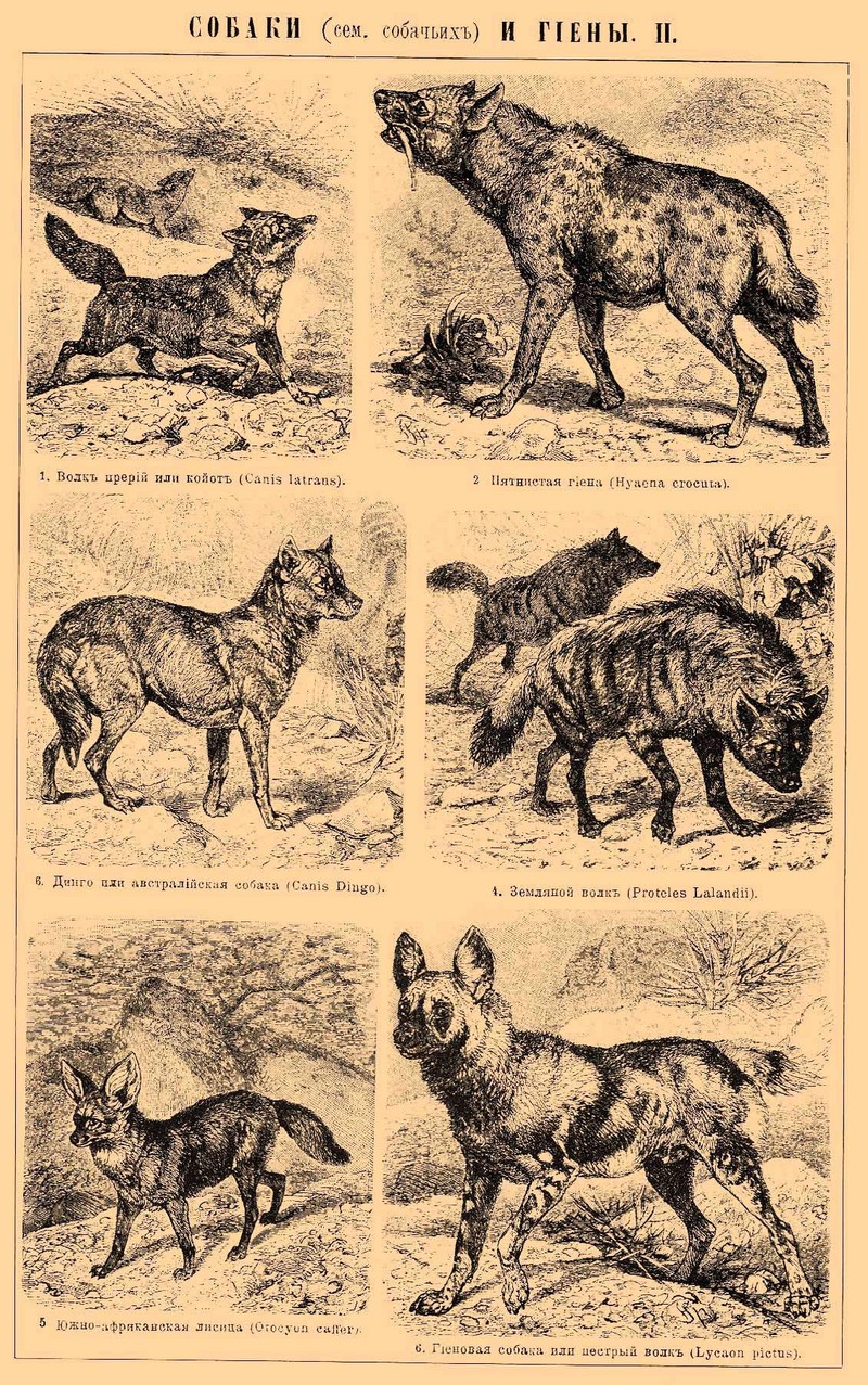coyote (Canis latrans), spotted hyena (Crocuta crocuta), dingo (Canis lupus dingo), aardwolf (Proteles cristata), bat-eared fox (Otocyon megalotis), African wild dog (Lycaon pictus); DISPLAY FULL IMAGE.