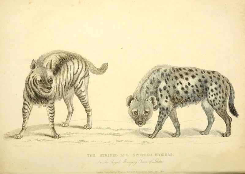 striped hyena (Hyaena hyaena), spotted hyena (Crocuta crocuta); DISPLAY FULL IMAGE.