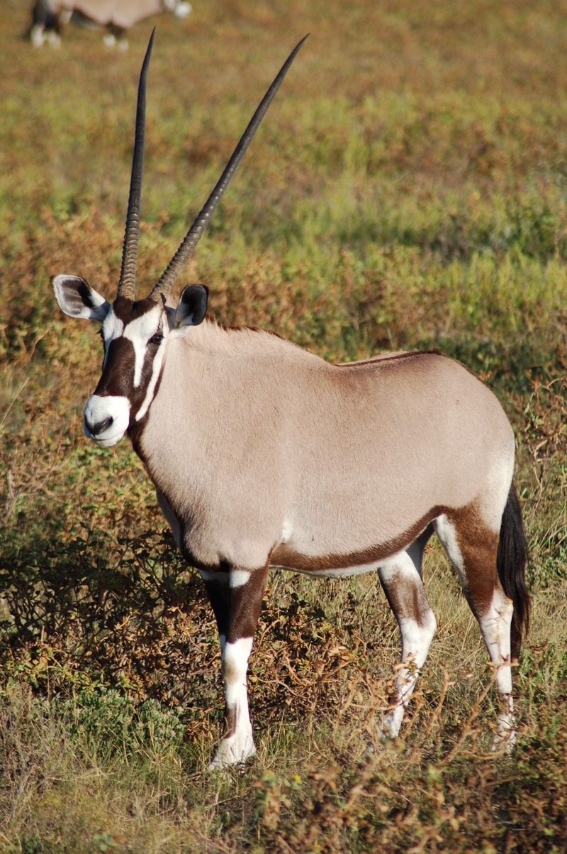 gemsbok (Oryx gazella); DISPLAY FULL IMAGE.