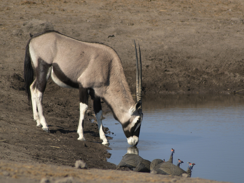 gemsbok (Oryx gazella), Damara helmeted guineafowl (Numida meleagris papillosus); DISPLAY FULL IMAGE.