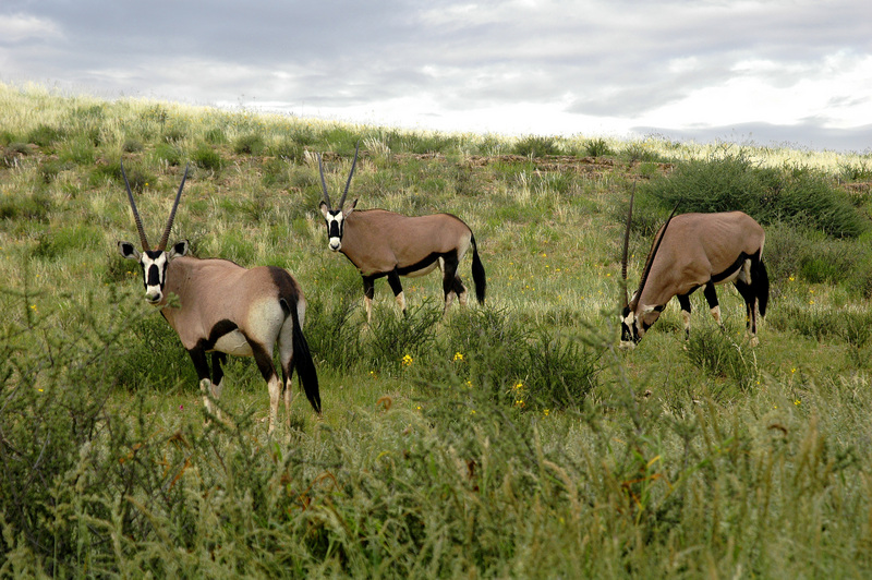 gemsbok (Oryx gazella); DISPLAY FULL IMAGE.