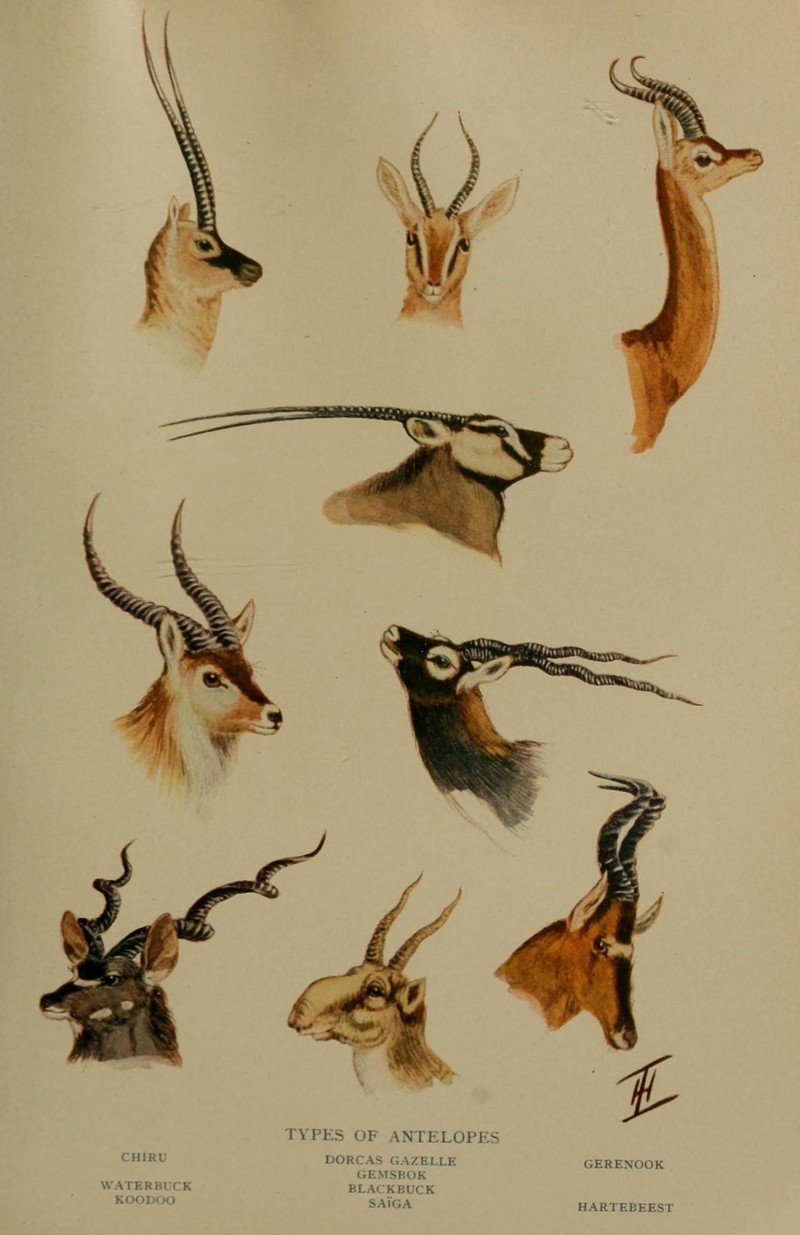 Tibetan antelope or chiru (Pantholops hodgsonii), dorcas gazelle (Gazella dorcas), gerenuk (Litocranius walleri), gemsbok (Oryx gazella), waterbuck (Kobus ellipsiprymnus), blackbuck (Antilope cervicapra), lesser kudu (Tragelaphus imberbis), saiga antelope (Saiga tatarica), hartebeest (Alcelaphus buselaphus); DISPLAY FULL IMAGE.