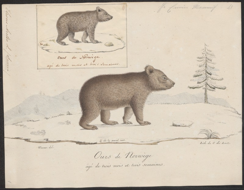 Eurasian brown bear (Ursus arctos arctos); DISPLAY FULL IMAGE.