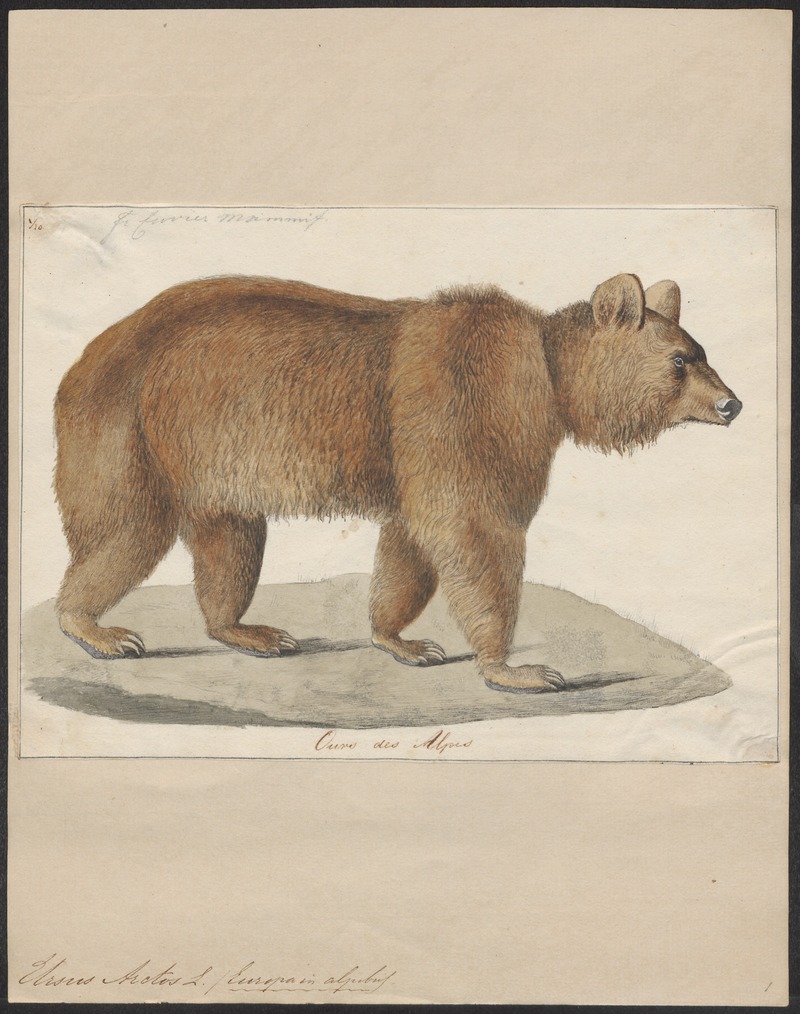 Eurasian brown bear (Ursus arctos arctos); DISPLAY FULL IMAGE.