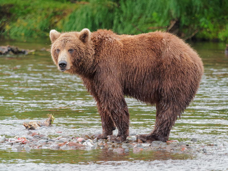 Kamchatka brown bear (Ursus arctos beringianus); DISPLAY FULL IMAGE.