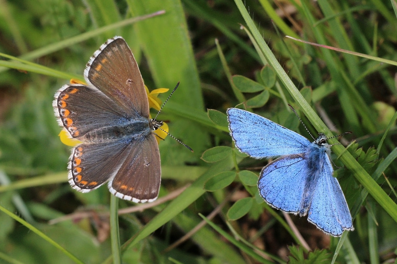 Adonis blue (Polyommatus bellargus); DISPLAY FULL IMAGE.