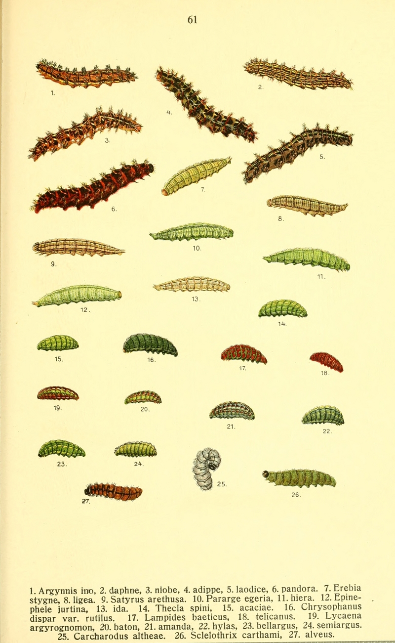 Butterfly Caterpillars; DISPLAY FULL IMAGE.