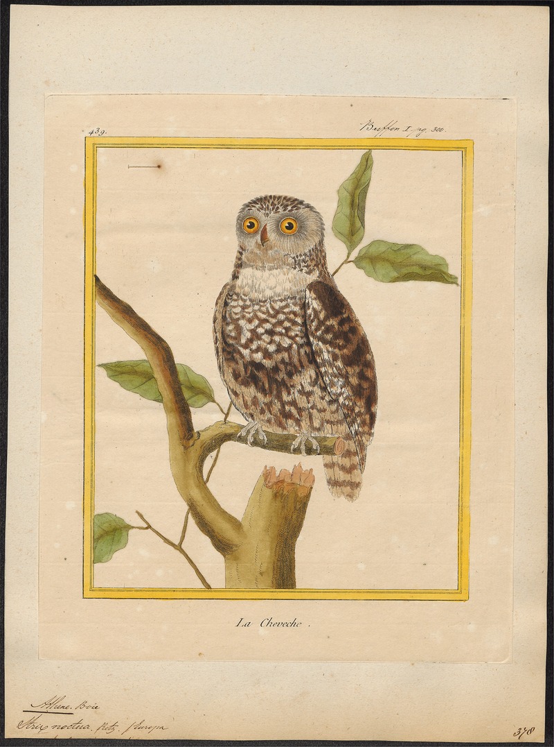 little owl (Athene noctua); DISPLAY FULL IMAGE.