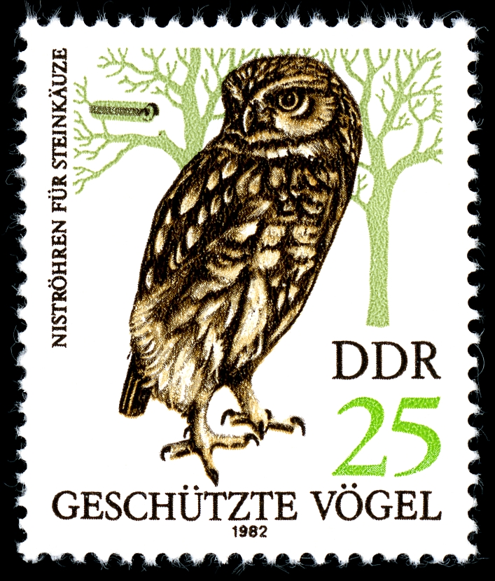 little owl (Athene noctua); Image ONLY