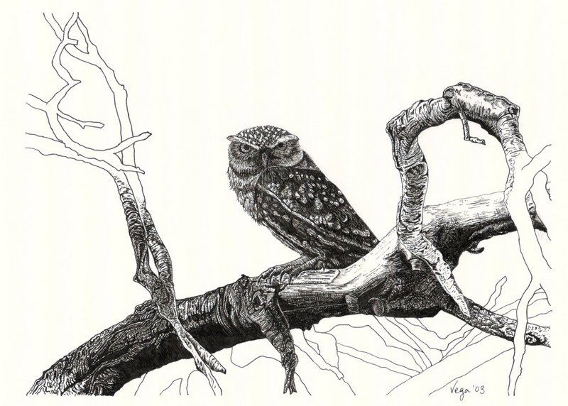 little owl (Athene noctua); DISPLAY FULL IMAGE.