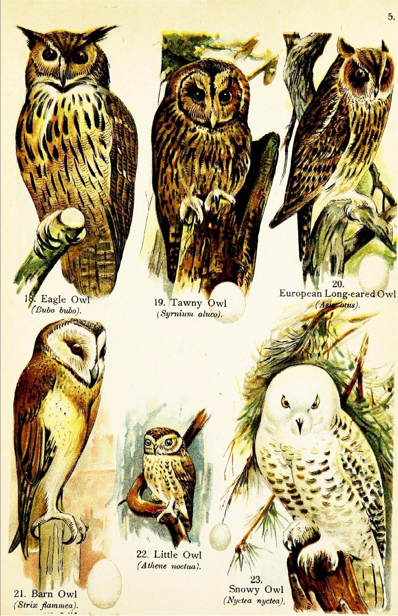 Owls: Eurasian eagle-owl (Bubo bubo), tawny owl / brown owl (Strix aluco), long-eared owl (Asio otus), common barn owl (Tyto alba), little owl (Athene noctua), snowy owl (Bubo scandiacus); DISPLAY FULL IMAGE.