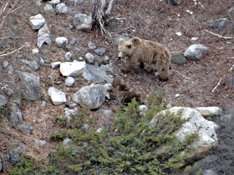 Himalayan brown bear (Ursus arctos isabellinus); DISPLAY FULL IMAGE.