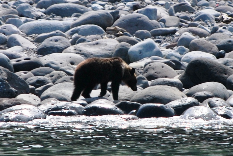 Ussuri brown bear (Ursus arctos lasiotus); DISPLAY FULL IMAGE.