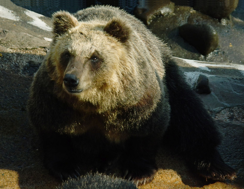 Ussuri brown bear (Ursus arctos lasiotus); DISPLAY FULL IMAGE.