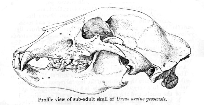Ussuri brown bear (Ursus arctos lasiotus); DISPLAY FULL IMAGE.