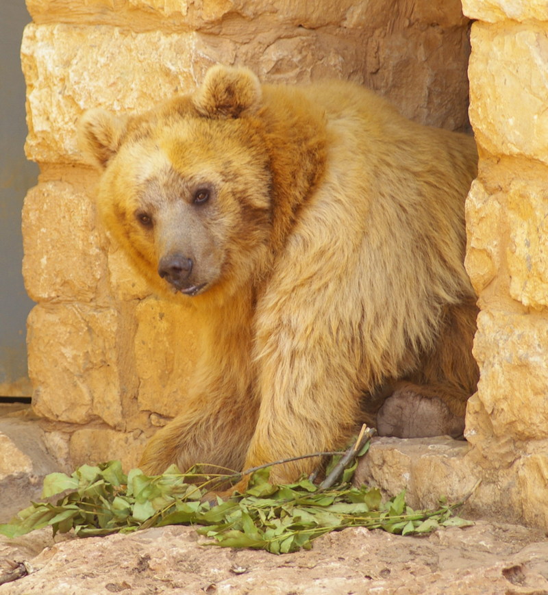 Syrian brown bear (Ursus arctos syriacus); DISPLAY FULL IMAGE.