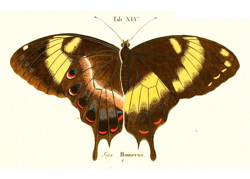 Jamaican giant swallowtail (Papilio homerus); DISPLAY FULL IMAGE.