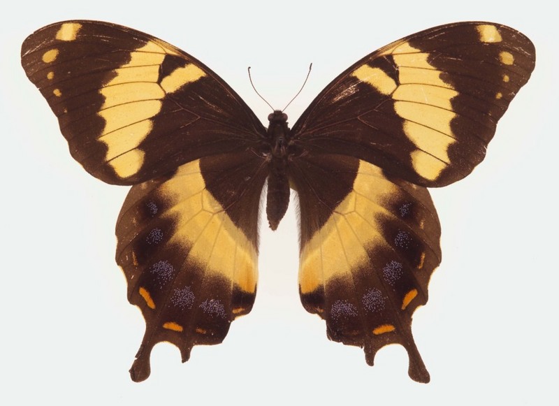 Jamaican giant swallowtail (Papilio homerus); DISPLAY FULL IMAGE.