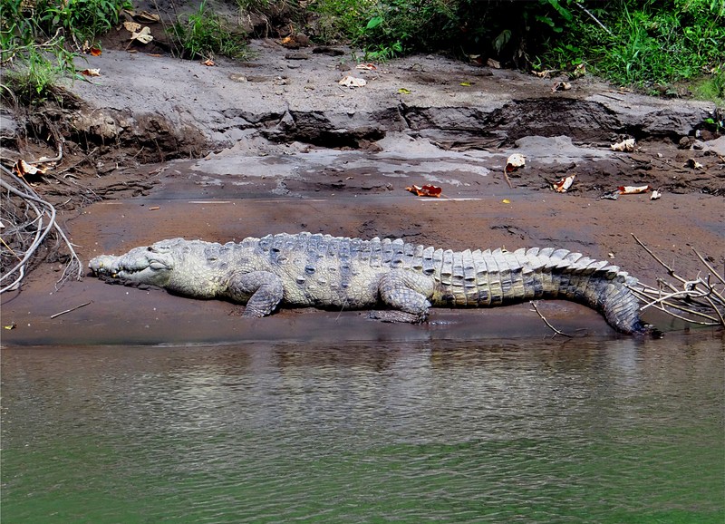American crocodile (Crocodylus acutus); DISPLAY FULL IMAGE.